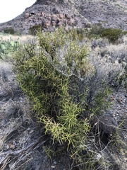 Koeberlinia spinosa