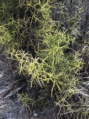 Koeberlinia spinosa