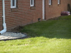 Sylvilagus floridanus