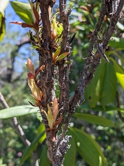 Exobasidium vaccinii-uliginosi