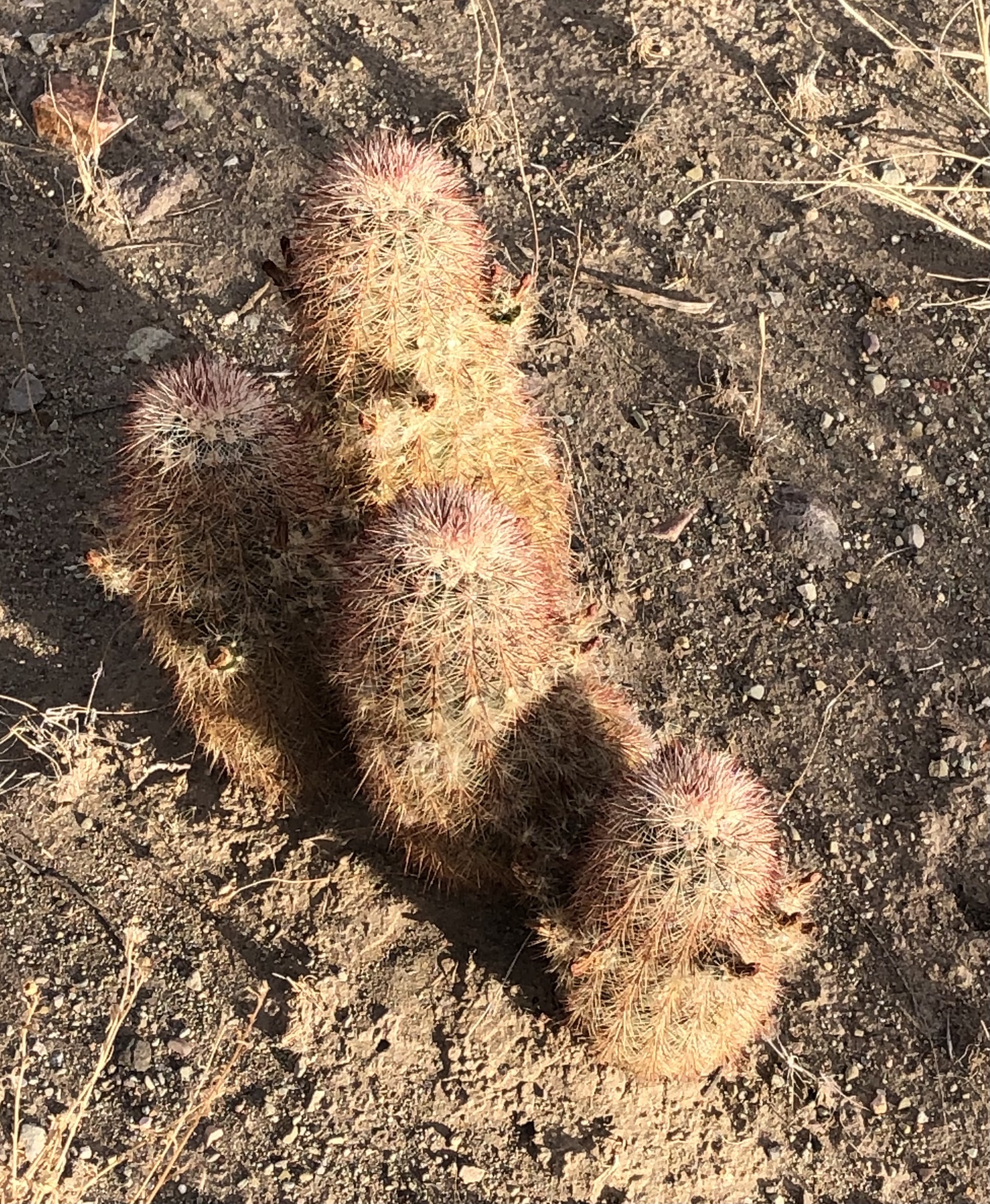 Echinocereus russanthus russanthus