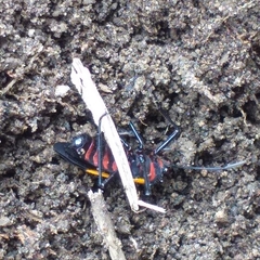 Oncopeltus orourkeae