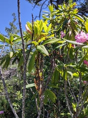 Exobasidium vaccinii-uliginosi