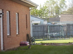 Sylvilagus floridanus