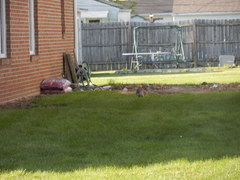 Sylvilagus floridanus