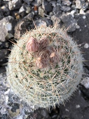 Escobaria tuberculosa varicolor