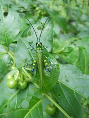 Chromacris psittacus
