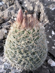 Escobaria tuberculosa varicolor