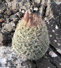 Escobaria tuberculosa varicolor
