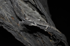Strophurus krisalys