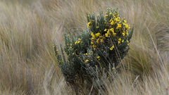 Monticalia empetroides