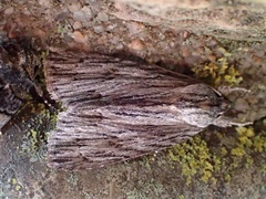 Acronicta