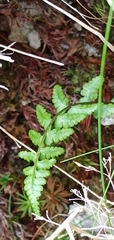 Athyrium reflexipinnum