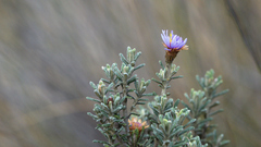 Diplostephium oblanceolatum