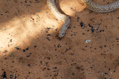 Leioheterodon geayi