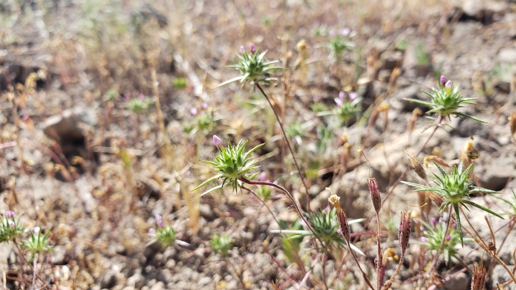 Gowen's Navarretia