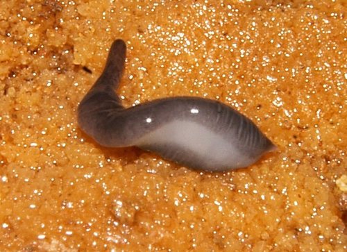 Donkere landplatworm, photo 2 of 10