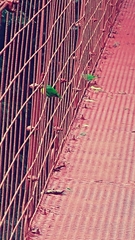 Chlorophonia callophrys