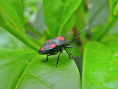 Brachystethus rubromaculatus