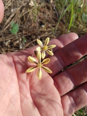 Triteleia ixioides