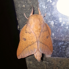 Adeloneivaia apicalis