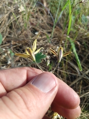 Triteleia ixioides