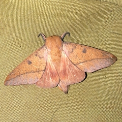 Adeloneivaia apicalis