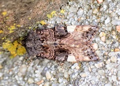 Euplexia