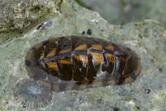 Chiton marmoratus