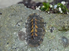 Chiton marmoratus