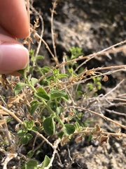 Brickellia microphylla