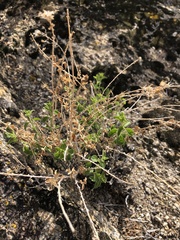 Brickellia microphylla