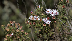 Diplostephium oblanceolatum
