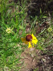 Helenium elegans