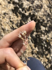 Brickellia microphylla