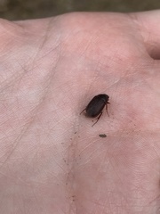 Sericospilus glabratus