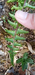 Athyrium reflexipinnum