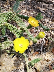 Opuntia pubescens