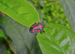 Brachystethus rubromaculatus
