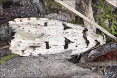 Scatochresis episema