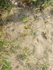 Cyperus houghtonii