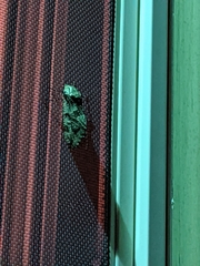 Prionoxystus robiniae