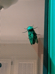 Prionoxystus robiniae