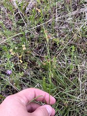 Rhynchospora harveyi