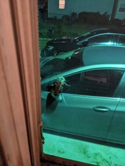 Prionoxystus robiniae