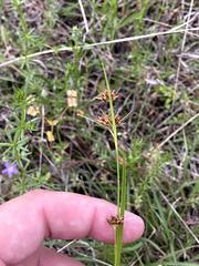 Rhynchospora harveyi