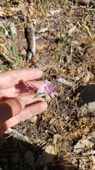 Clarkia purpurea viminea