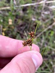 Rhynchospora harveyi