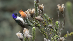 Oreotrochilus chimborazo