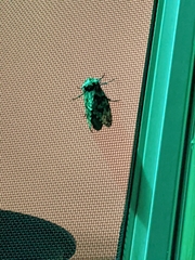 Prionoxystus robiniae